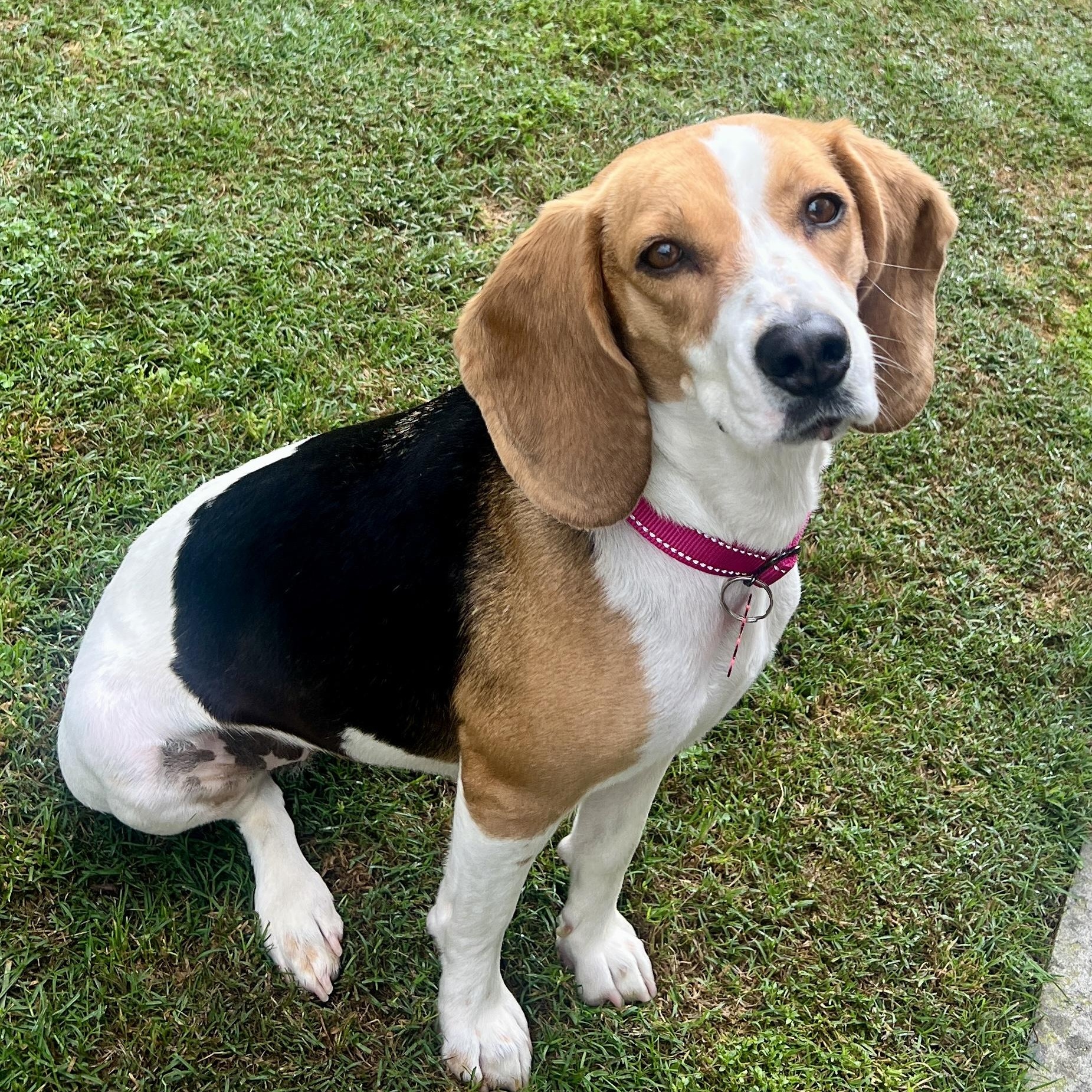 Enlarge Nala, a ADOPTABLE Beagle in Rancho Santa Fe, CA image 4/4