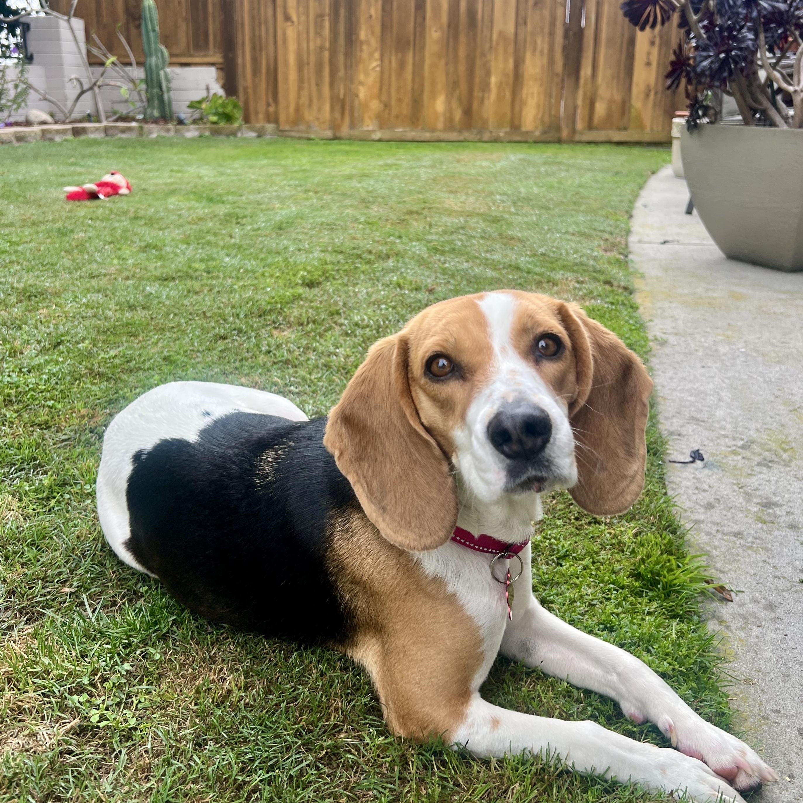 Enlarge Nala, a ADOPTABLE Beagle in Rancho Santa Fe, CA image 2/4