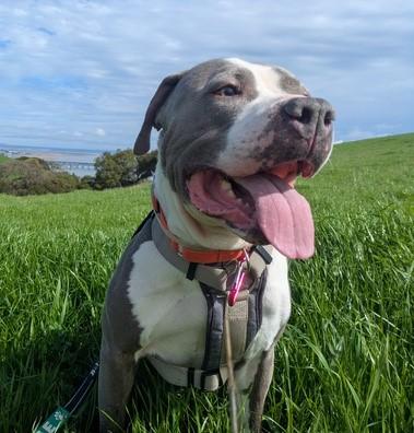 CLEVELAND, Adoptable, Adult Male Pit Bull Terrier & Mixed Breed.