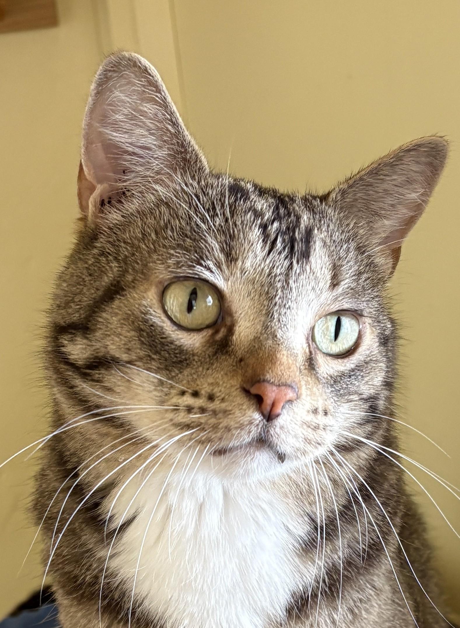 Enlarge PEPPER, a ADOPTABLE Tabby in Prescott, AZ image 2/6