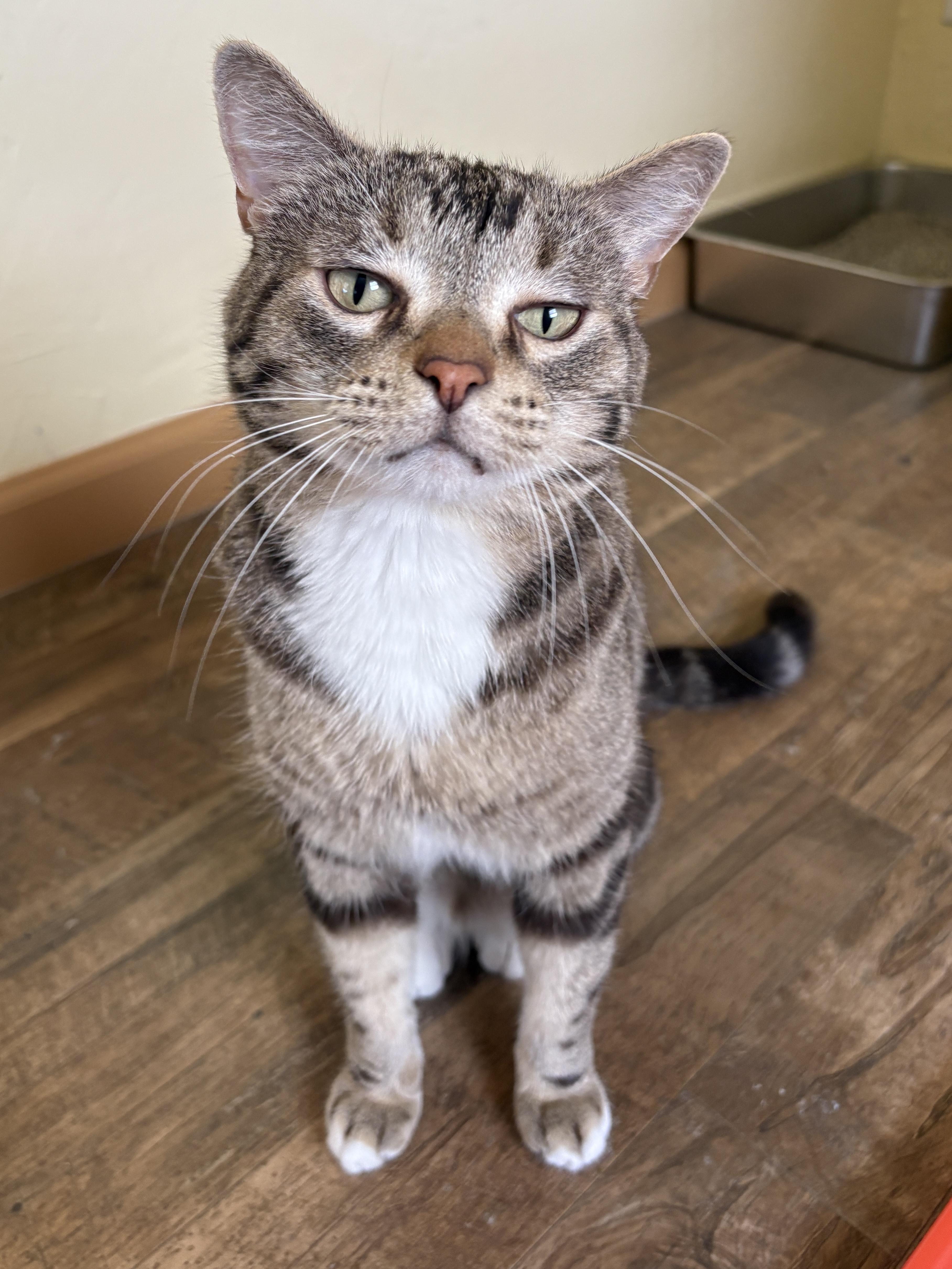 Enlarge PEPPER, a ADOPTABLE Tabby in Prescott, AZ image 5/6