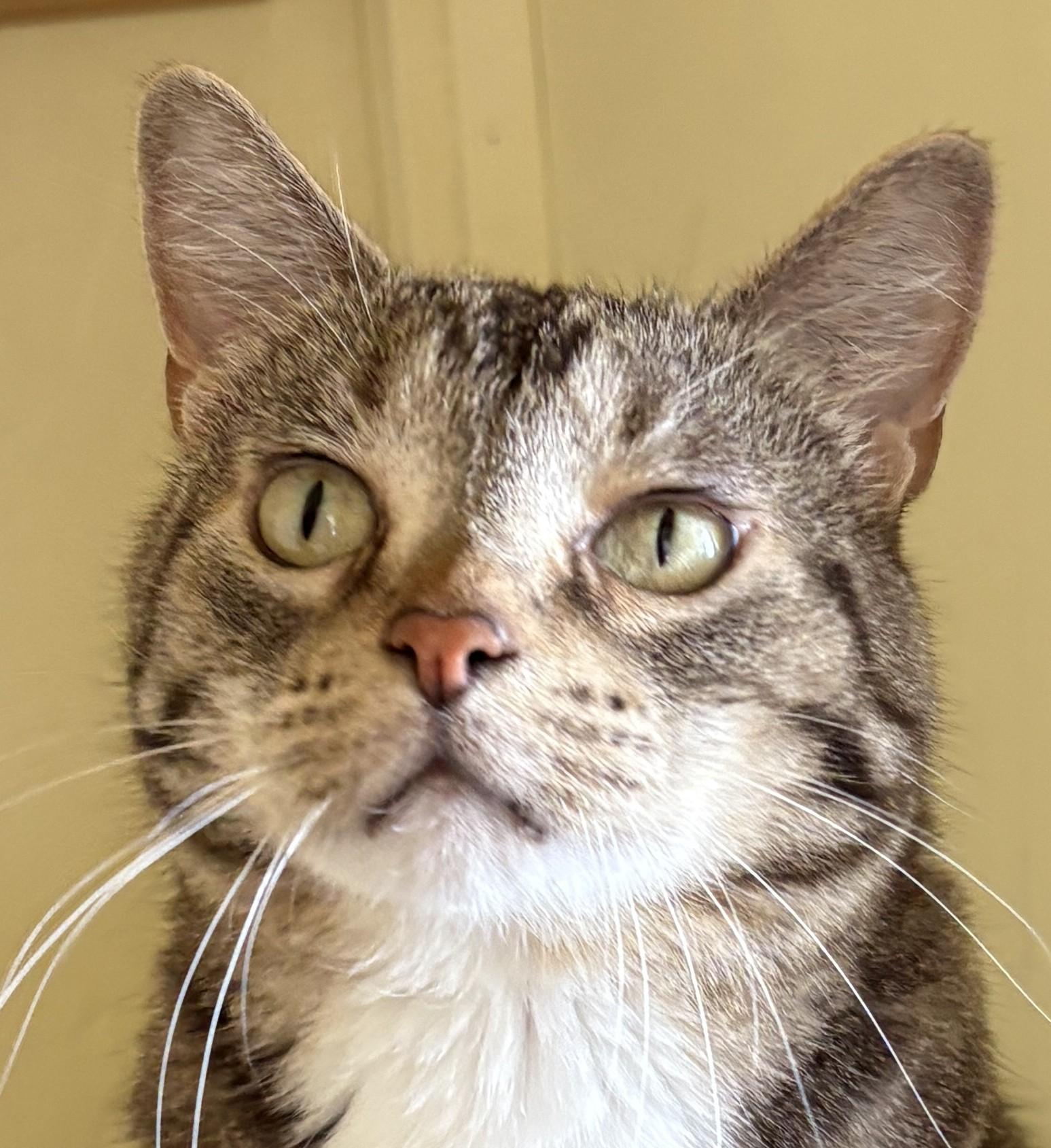 PEPPER, ADOPTABLE, Young Male Tabby.