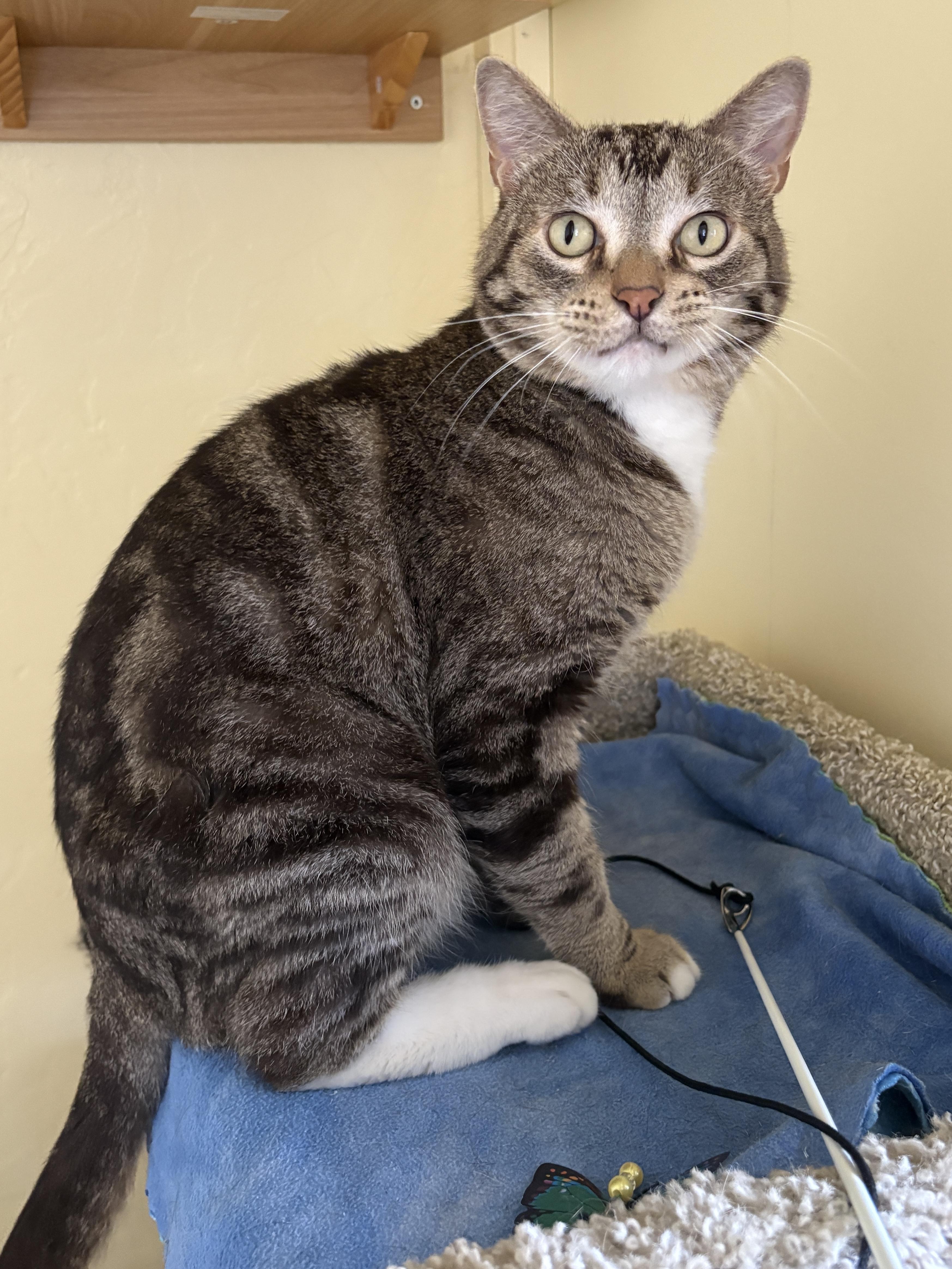 Enlarge PEPPER, a ADOPTABLE Tabby in Prescott, AZ image 3/6