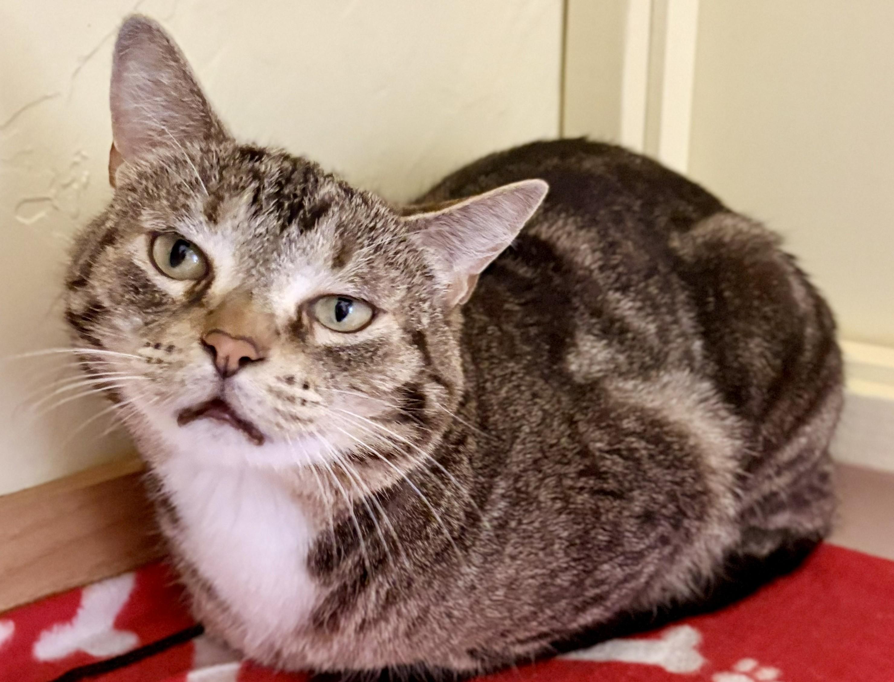 Enlarge PEPPER, a ADOPTABLE Tabby in Prescott, AZ image 4/6