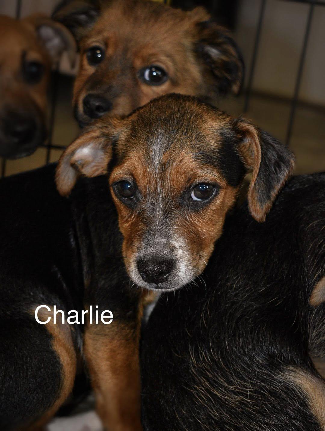 Enlarge Charlie, a ADOPTABLE mixed breed in Matthews, NC image 1/1
