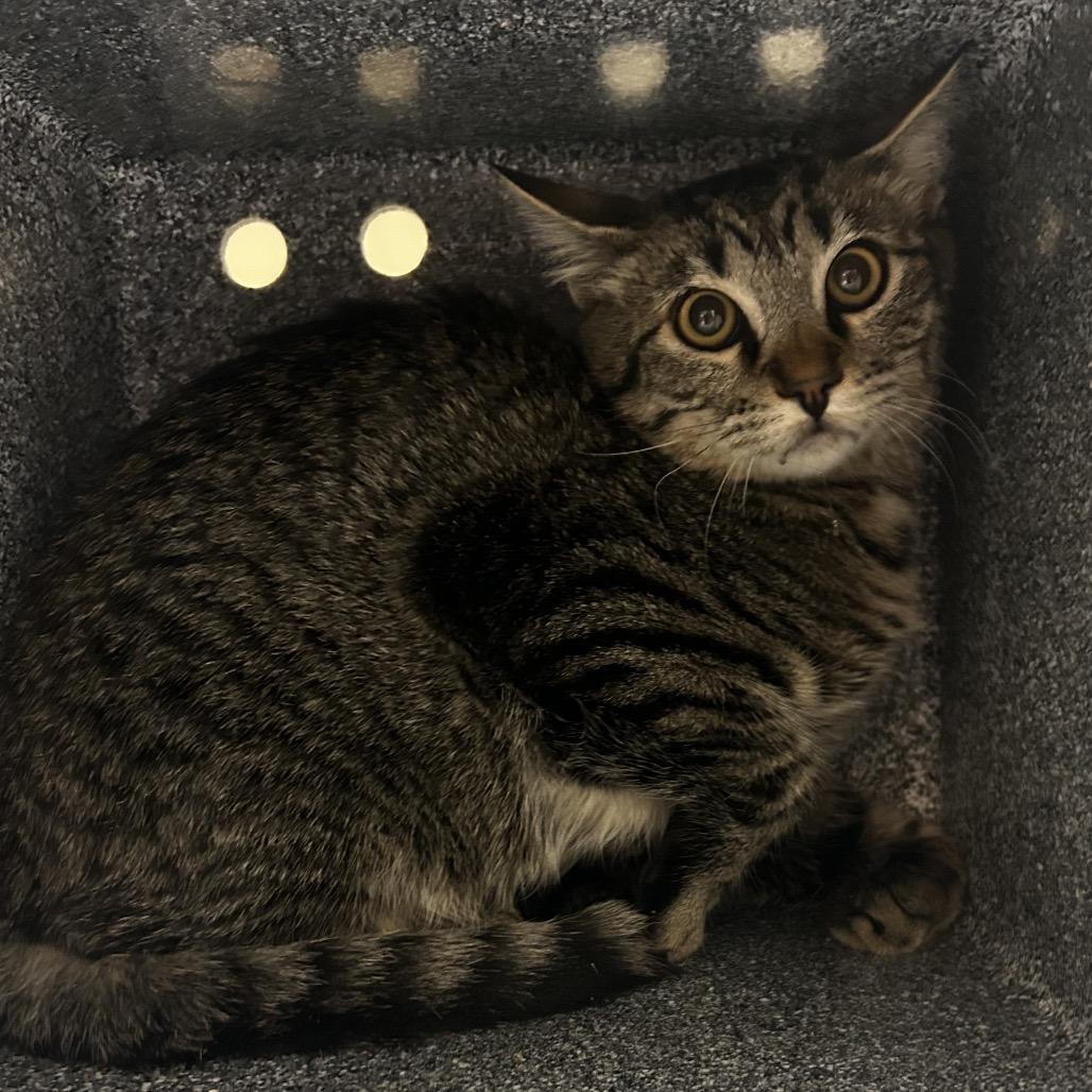 Enlarge Raven, a Adoptable Domestic Short Hair in Reno, NV image 1/1