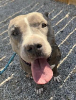 Enlarge Amelia, friendliest bully beauty-EVER!, a Adoptable mixed breed in Bonney Lake, WA image 2/6