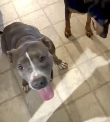 Enlarge Amelia, friendliest bully beauty-EVER!, a Adoptable mixed breed in Bonney Lake, WA image 5/6