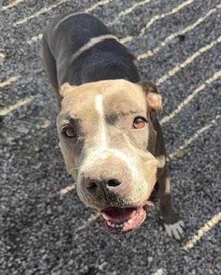 Enlarge Amelia, friendliest bully beauty-EVER!, a Adoptable mixed breed in Bonney Lake, WA image 6/6