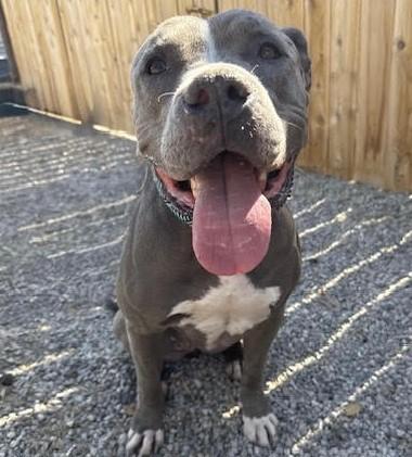 Amelia, friendliest bully beauty-EVER!, Adoptable, Young Female American Staffordshire Terrier & Pit Bull Terrier.