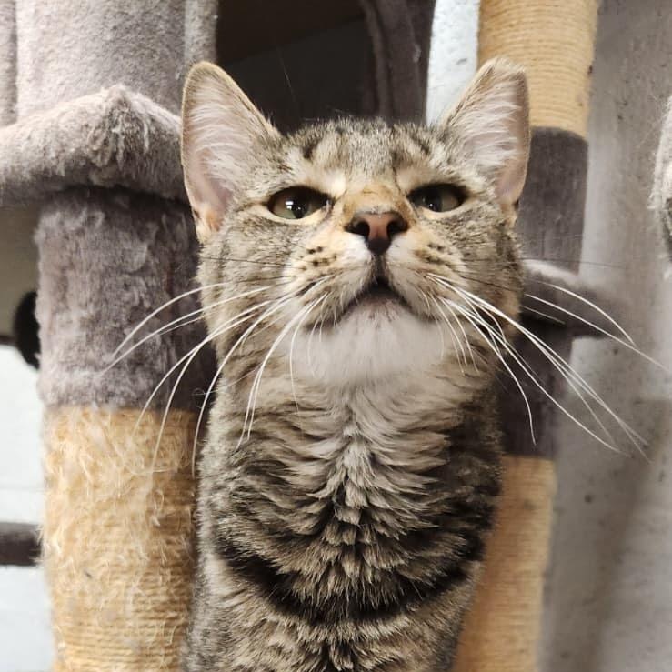 Tibby, ADOPTABLE, Young Female American Shorthair.