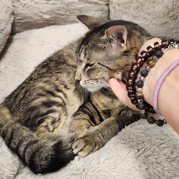 Tibby, a ADOPTABLE American Shorthair in Highland Park, NJ image 4/4