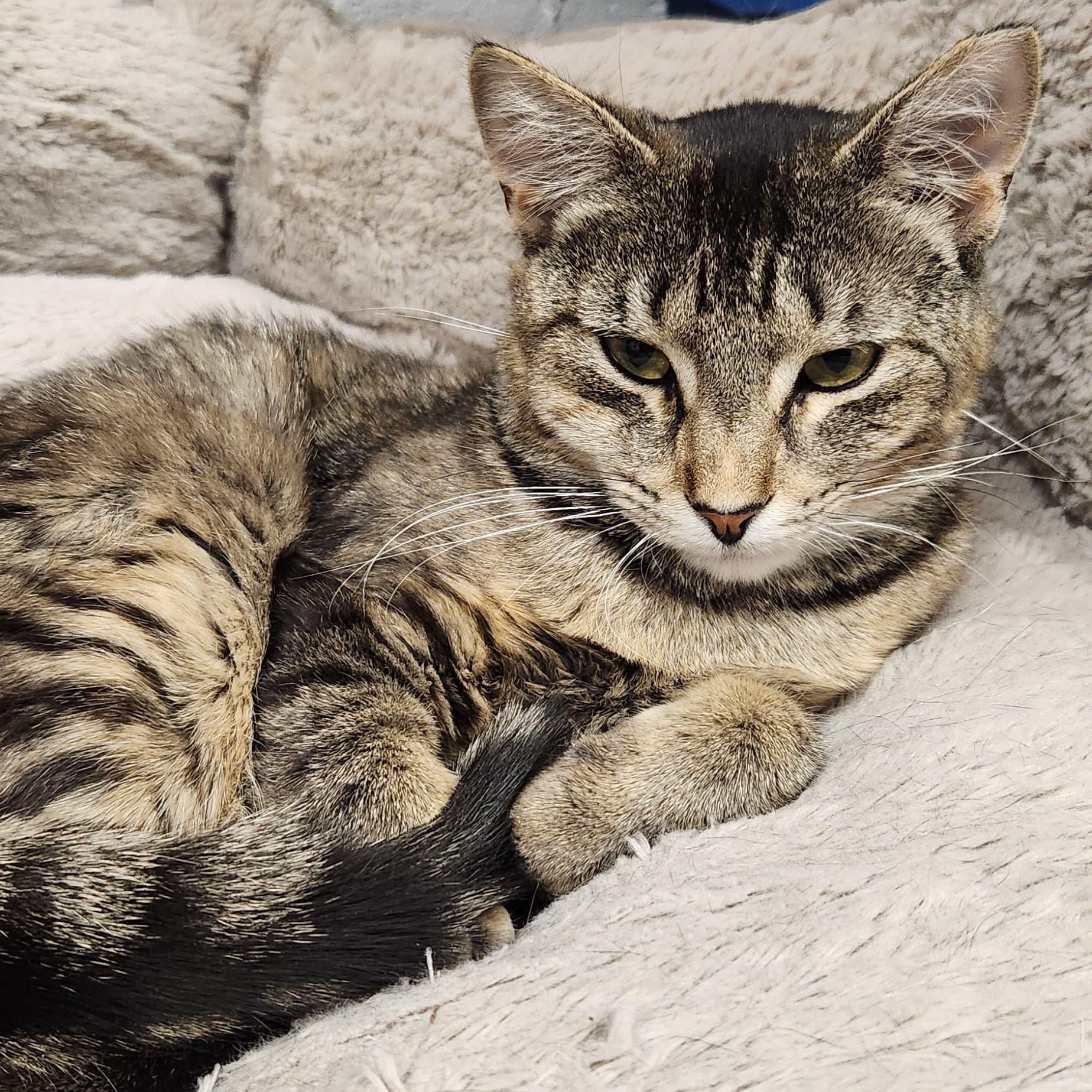 Tibby, a ADOPTABLE American Shorthair in Highland Park, NJ image 3/4