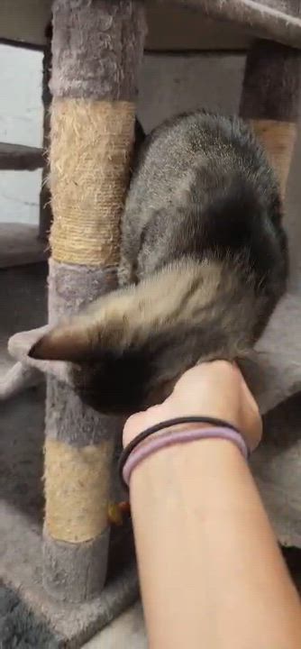 Enlarge Tibby, a ADOPTABLE American Shorthair in Highland Park, NJ video 2/4