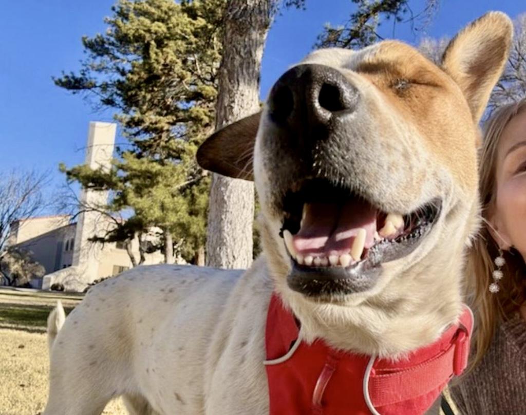 Cooper, Adult Male Australian Cattle Dog / Blue Heeler
