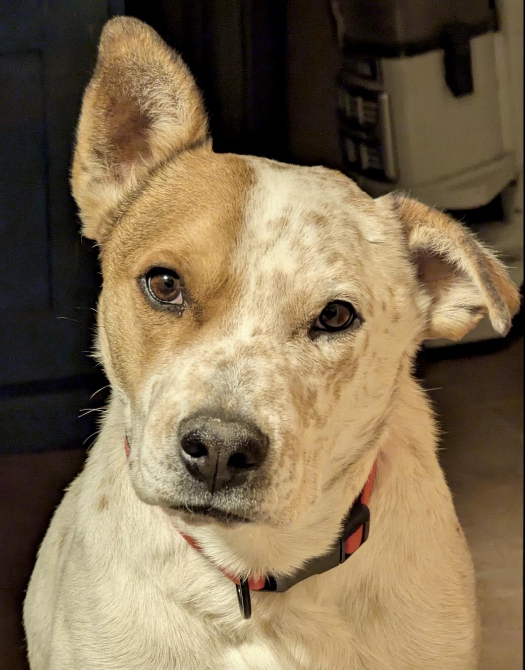 Cooper photo 3
