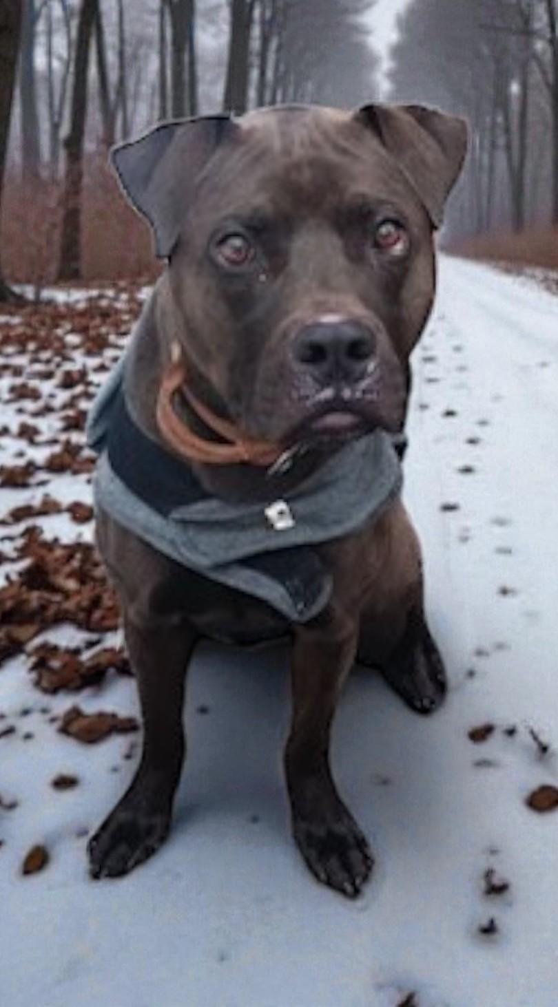 Enlarge Bear, a ADOPTABLE Mixed Breed in Miller Beach, IN image 1/1