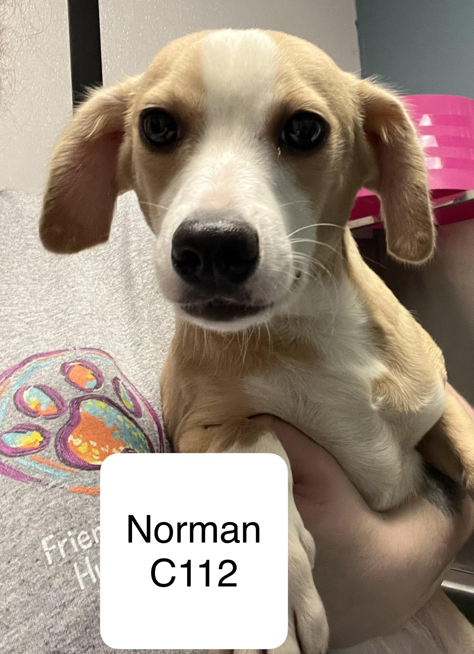 Norman C112, Adoptable, Adult Male Terrier & Corgi.