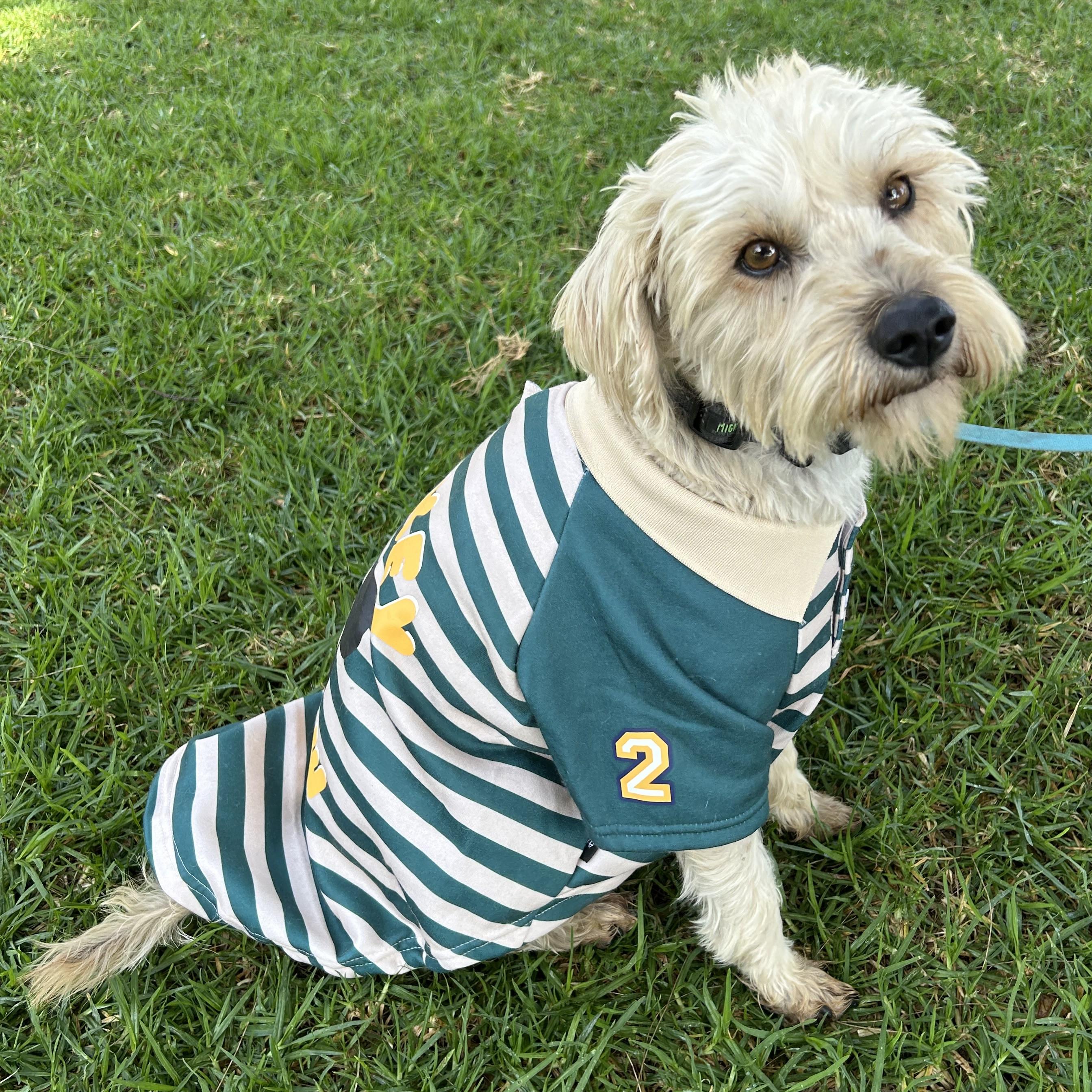 OTTO, a ADOPTABLE mixed breed in Bell Gardens, CA image 5/6