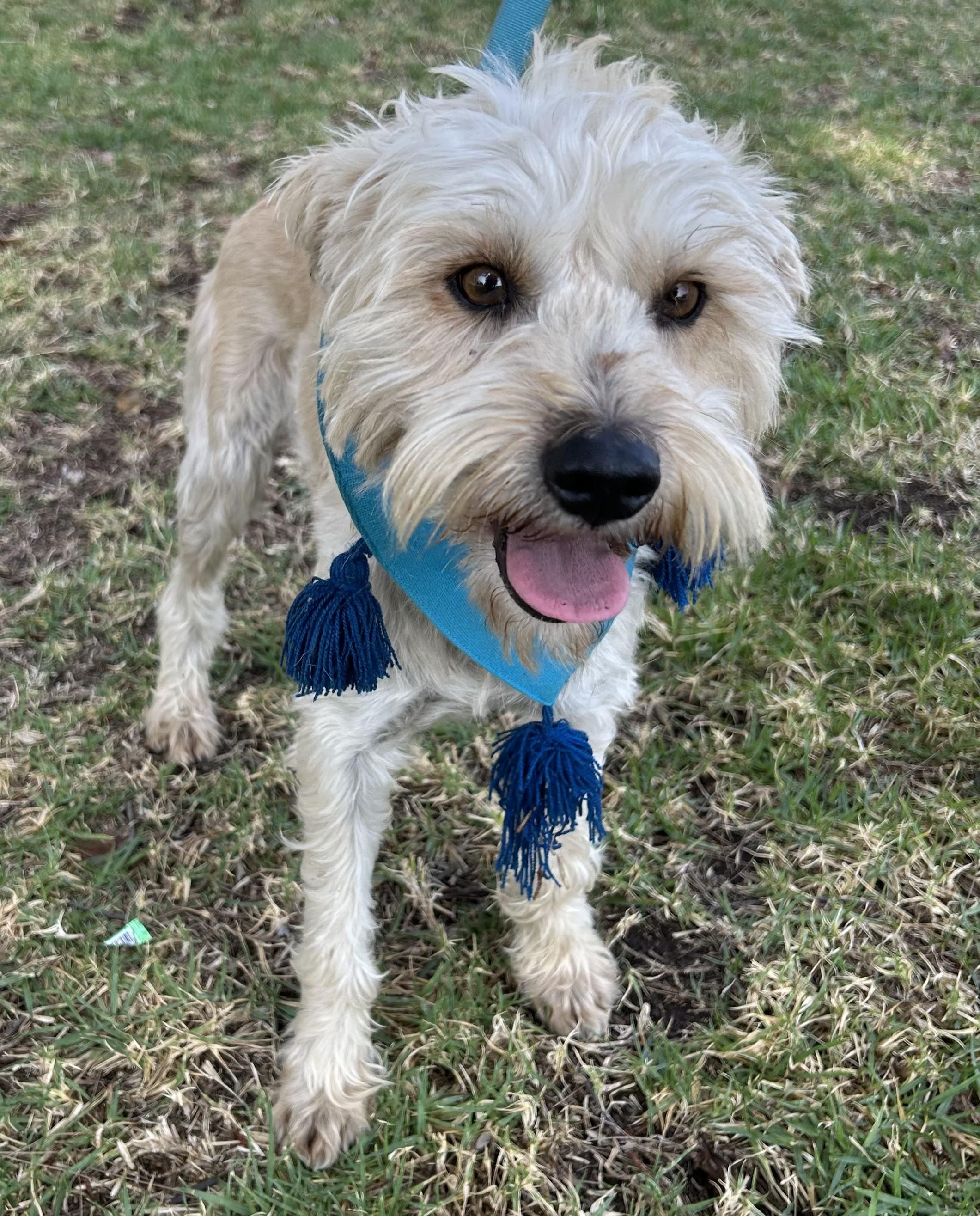 OTTO, a ADOPTABLE mixed breed in Bell Gardens, CA image 2/6