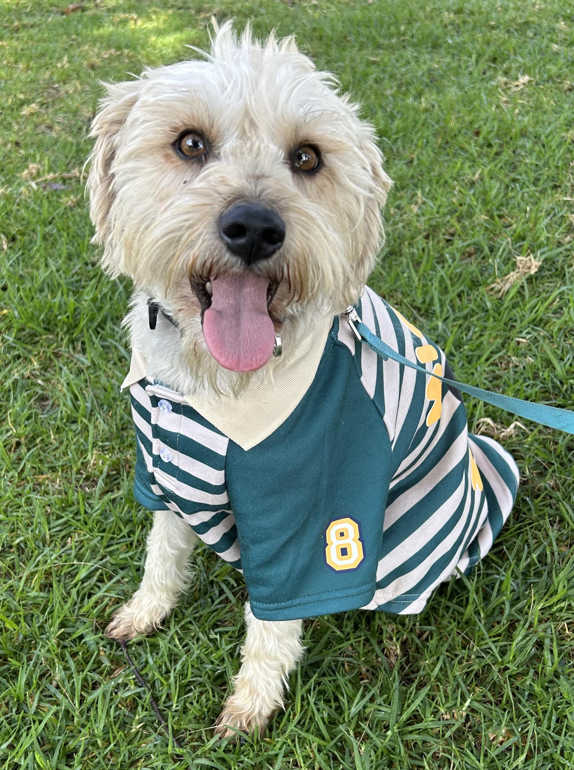 OTTO, ADOPTABLE, Young Male Miniature Schnauzer.