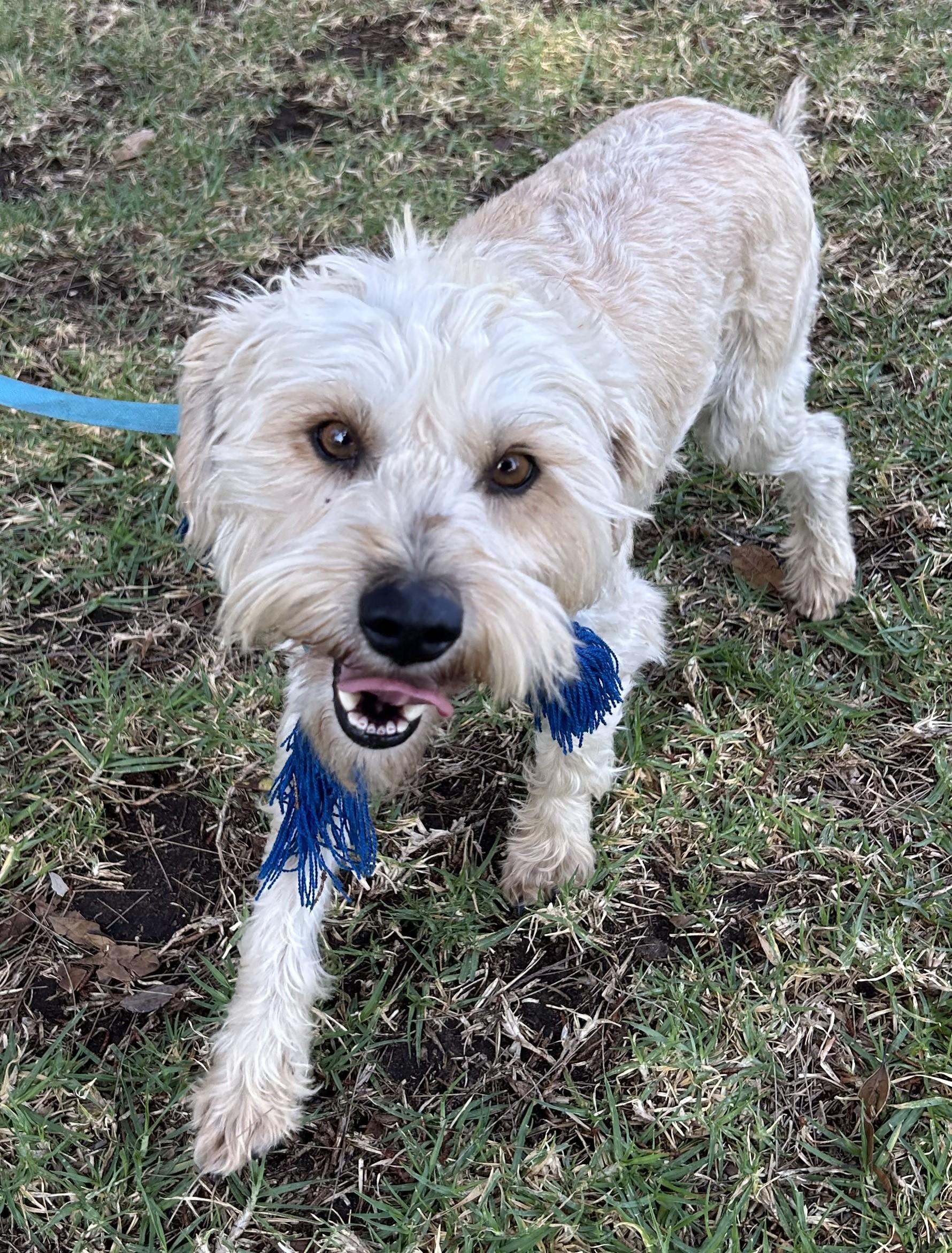 OTTO, a ADOPTABLE mixed breed in Bell Gardens, CA image 4/6