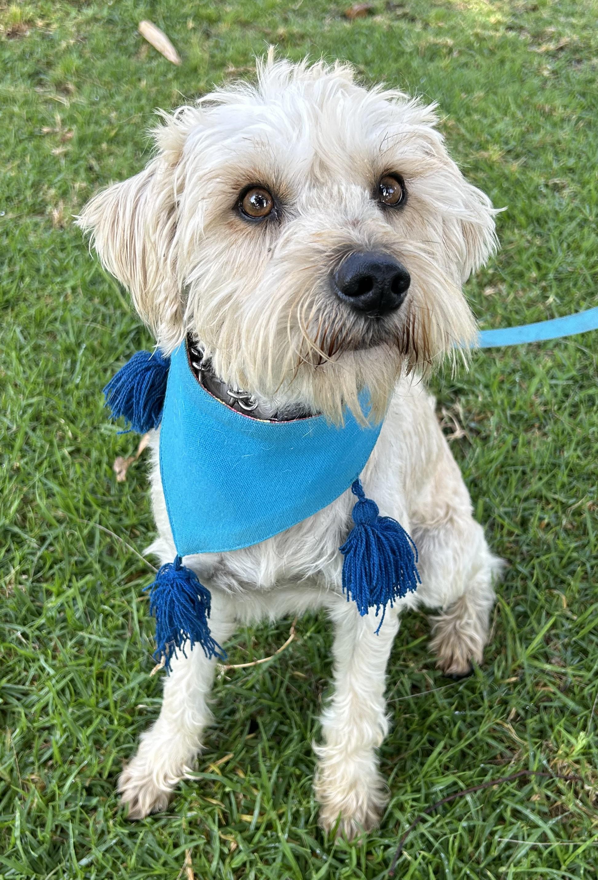 OTTO, a ADOPTABLE mixed breed in Bell Gardens, CA image 3/6