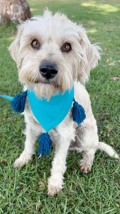 Enlarge OTTO, a ADOPTABLE mixed breed in Bell Gardens, CA video 6/6