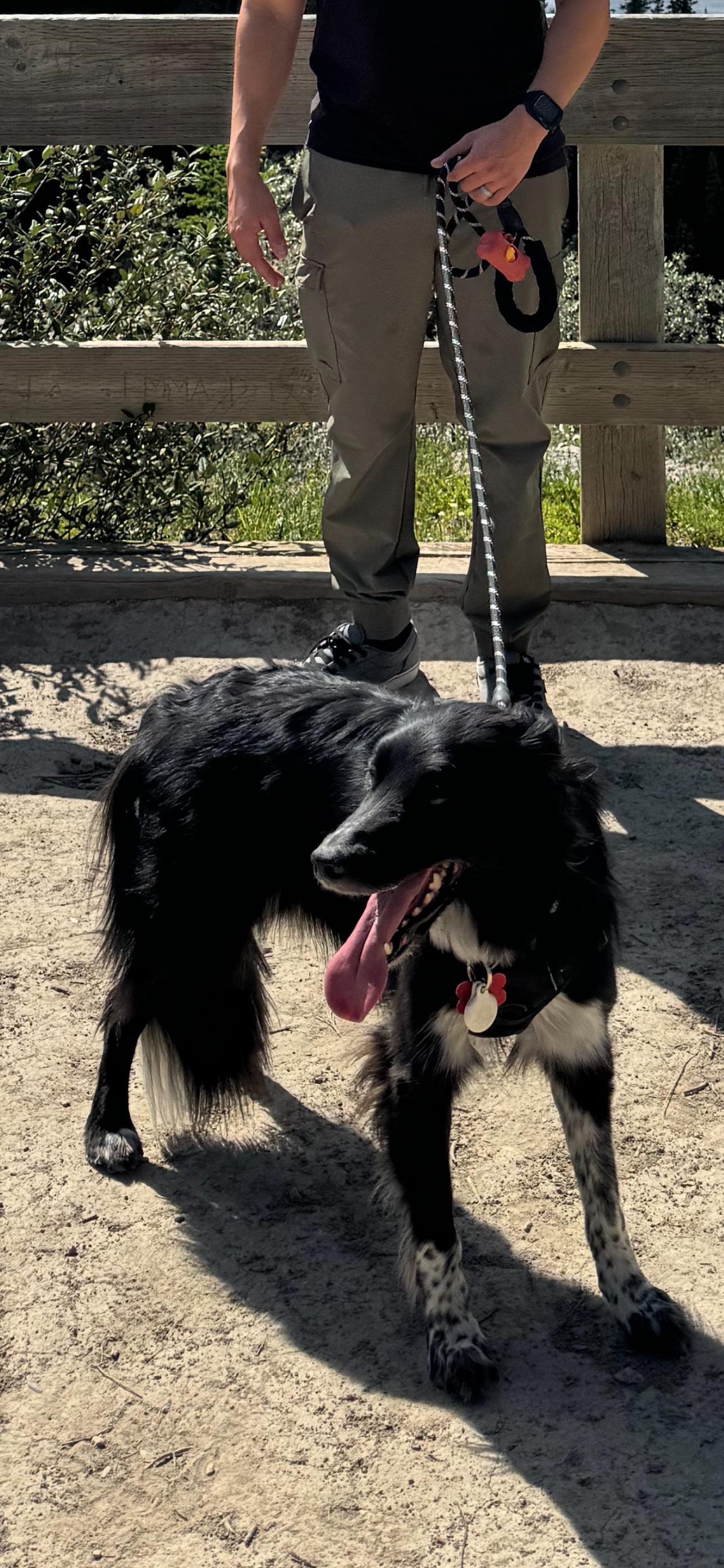 Beau (Courtesy Post), Adopted, Adult Male Border Collie & Australian Shepherd.
