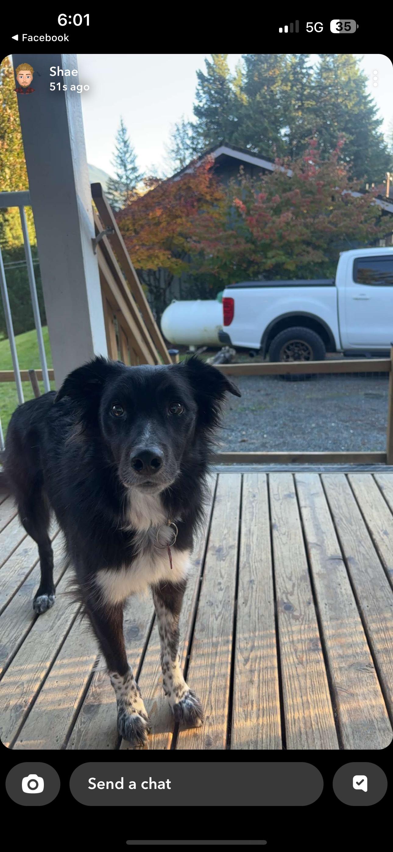 Enlarge Beau (Courtesy Post), a Adopted mixed breed in Richmond, BC image 2/3