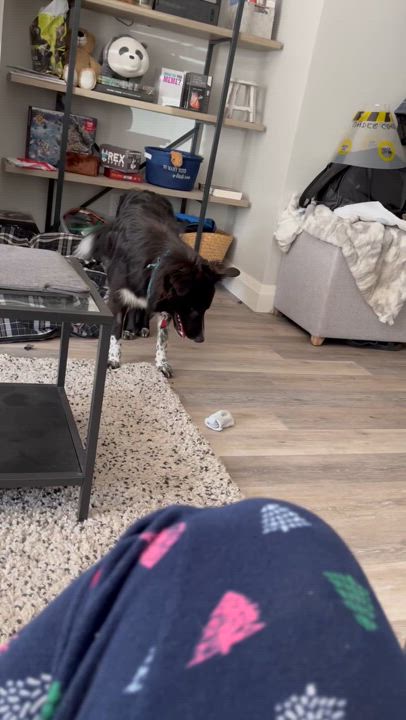 Enlarge Beau (Courtesy Post), a Adopted mixed breed in Richmond, BC video 3/3