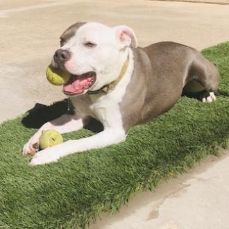 BAZINGA, a Adoptable American Staffordshire Terrier in Point Richmond, CA image 2/6