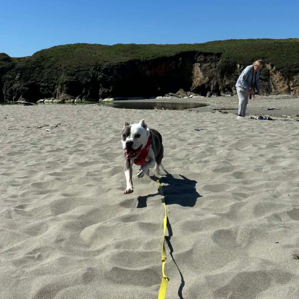 BAZINGA, a Adoptable American Staffordshire Terrier in Point Richmond, CA image 3/6