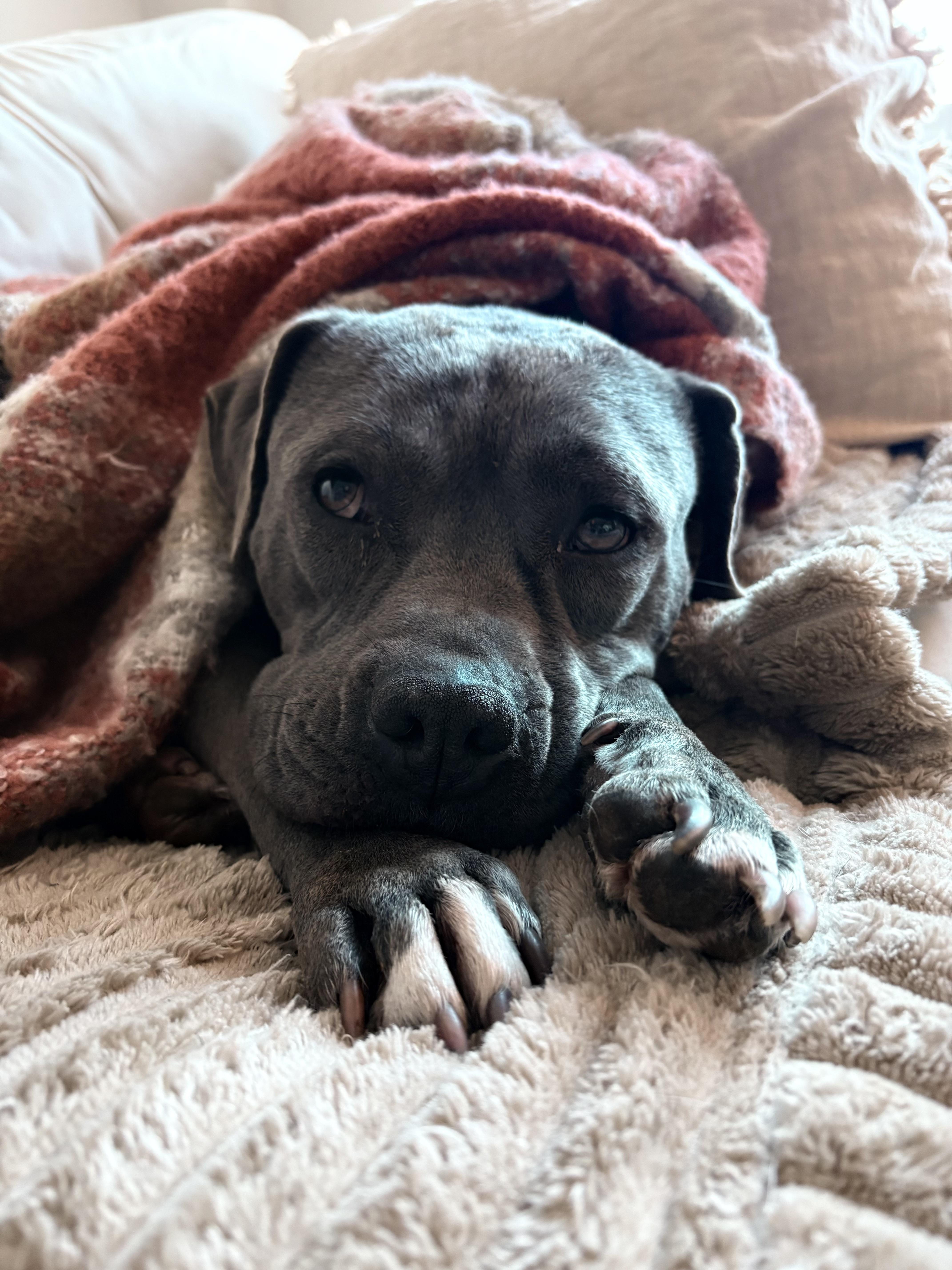 Enlarge Sophia, a Adoptable mixed breed in Goshen, NY image 5/5