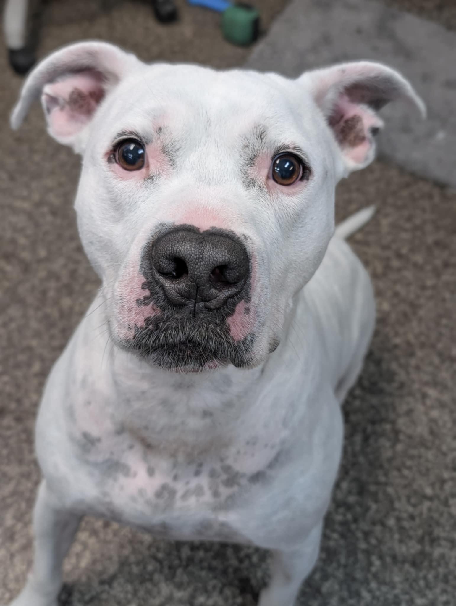 Enlarge Bubba, a ADOPTABLE mixed breed in Junction City, KS image 1/1