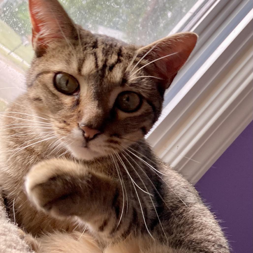 Noelle, a Adoptable Domestic Short Hair in Kansas City, MO image 2/2