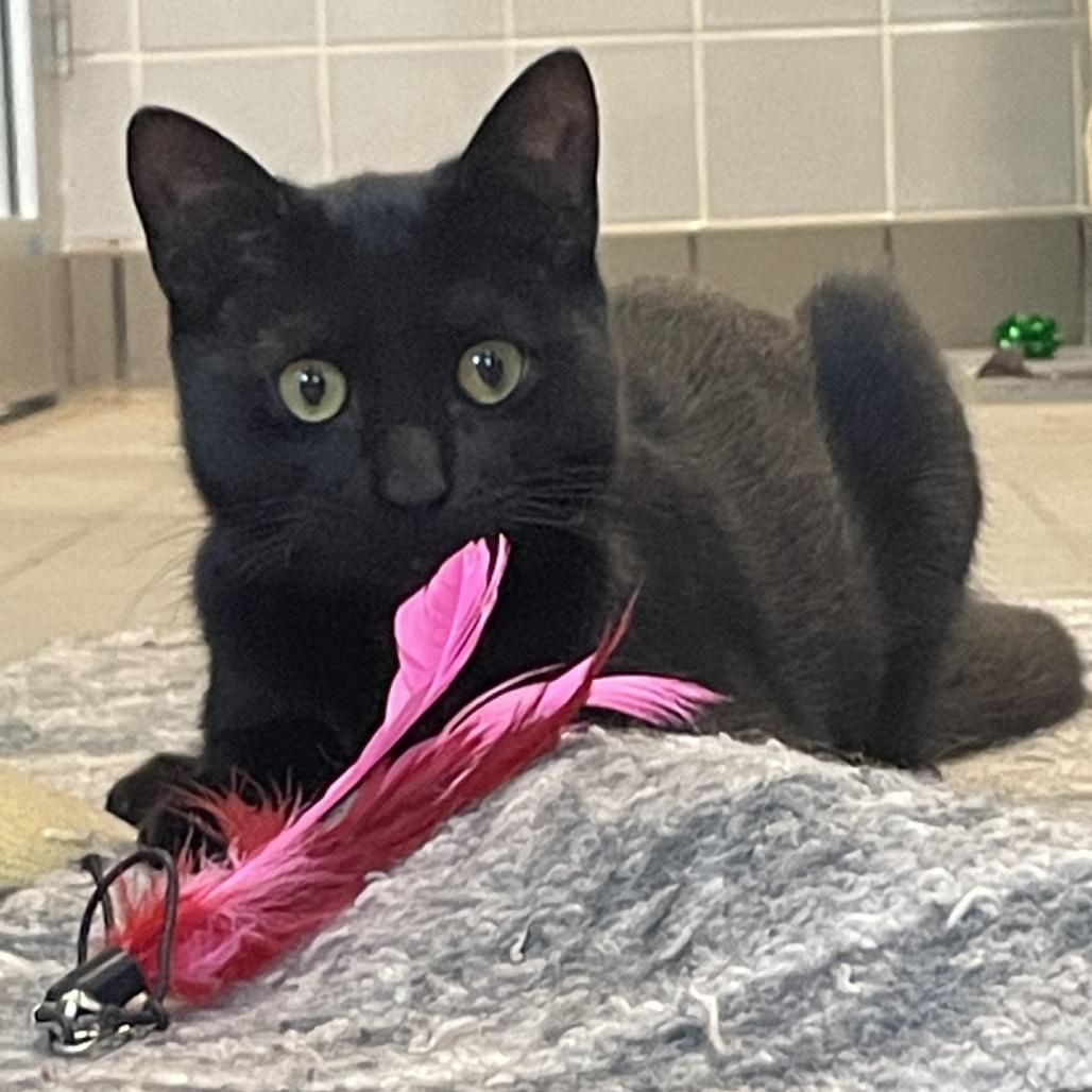 Ricki, Adoptable, Young Female Domestic Short Hair.
