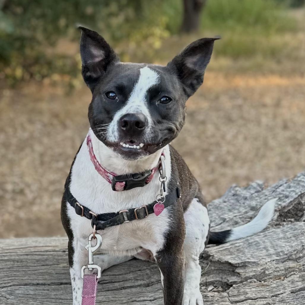 MooMoo, Adoptable, Adult Male Cattle Dog.