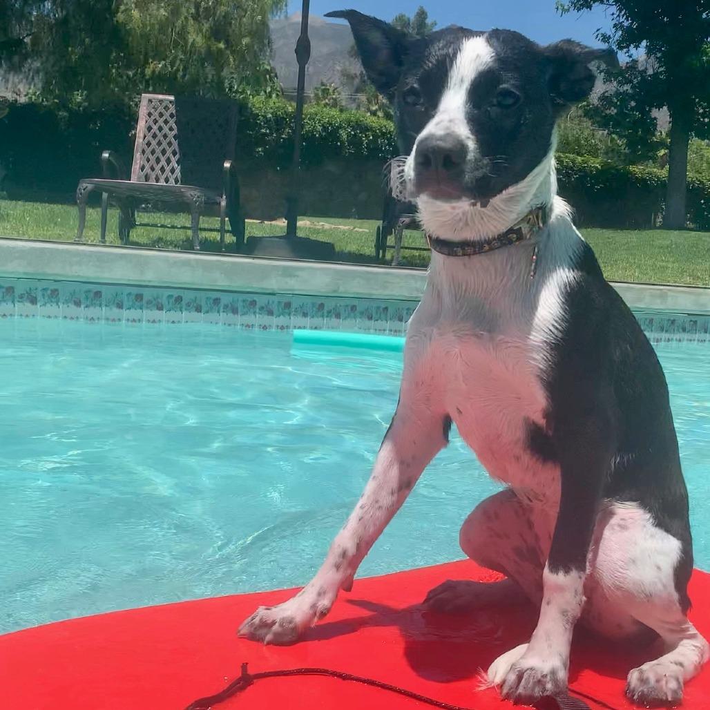 Enlarge MooMoo, a Adoptable Cattle Dog in Chatsworth, CA image 2/2