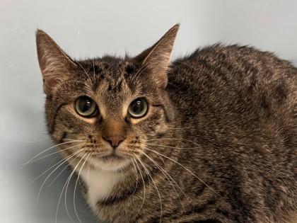 Little One, Adoptable, Adult Female Domestic Long Hair & Domestic Short Hair.