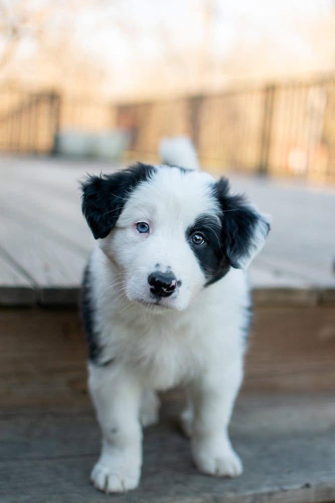 Enlarge Timberlake, a Adopted Border Collie in Germantown, OH image 1/3