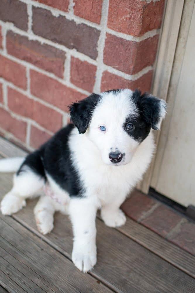 Enlarge Timberlake, a Adopted Border Collie in Germantown, OH image 2/3