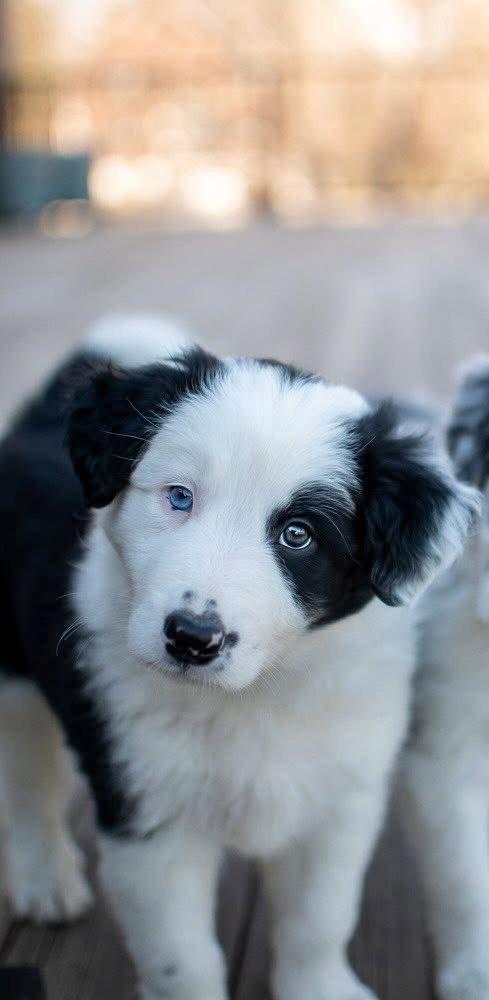 Enlarge Timberlake, a Adopted Border Collie in Germantown, OH image 3/3