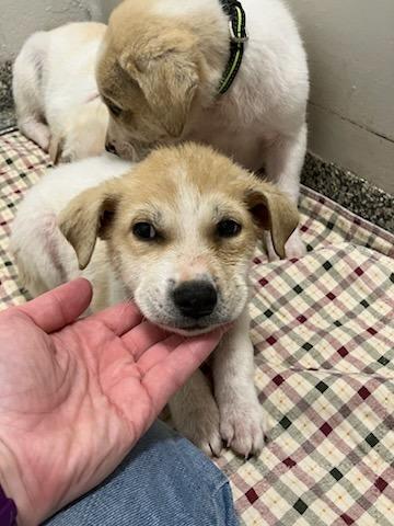 Stratus (Purple), Adoptable, Puppy Male Great Pyrenees.
