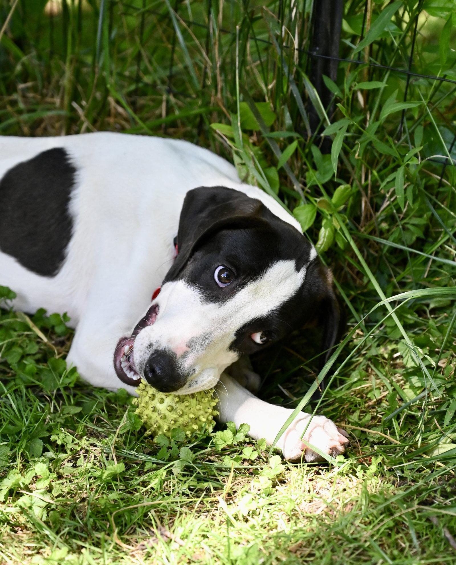 Polyantha Rose *LOCAL*, Adoptable, Puppy Female Hound.