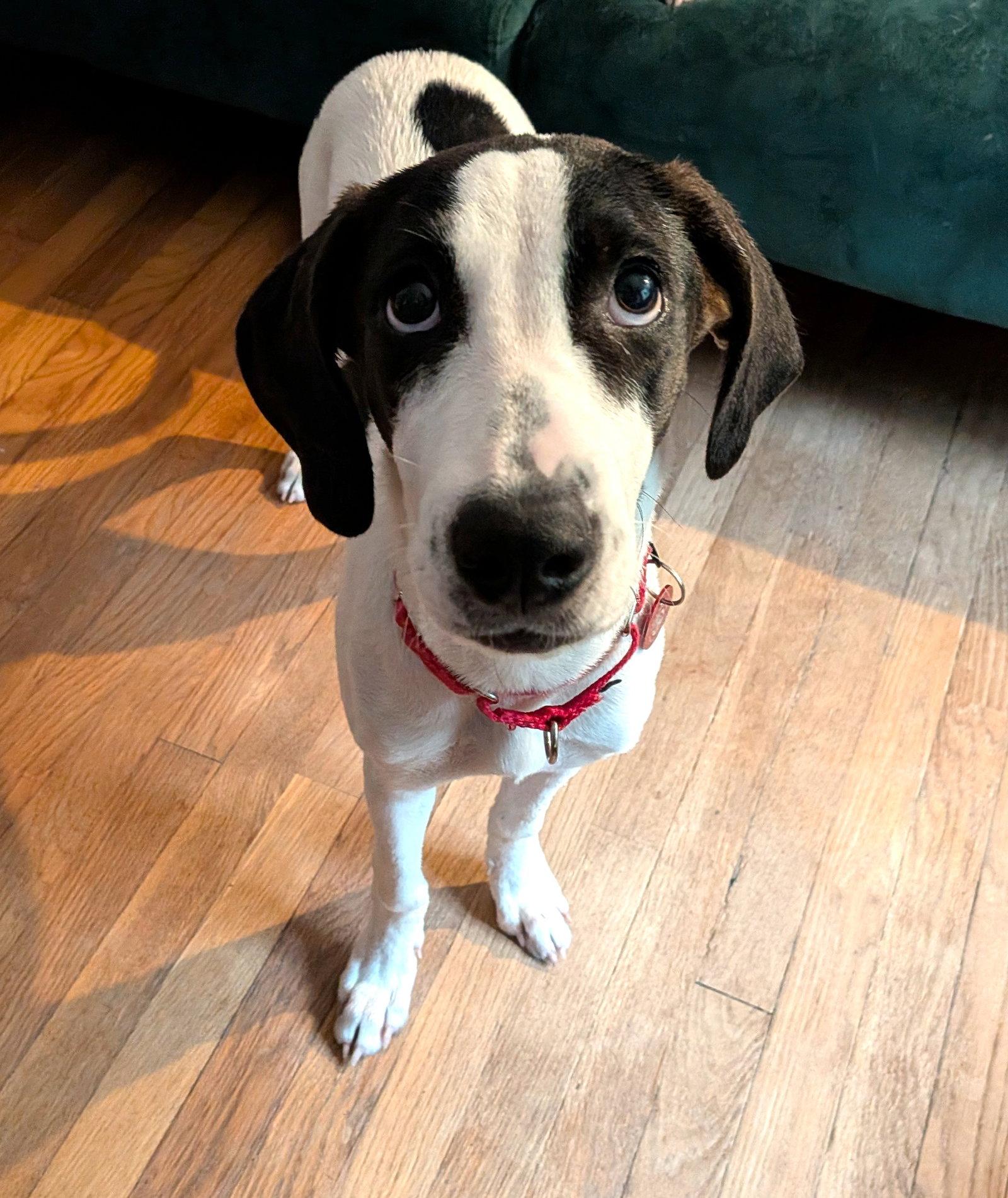 Polyantha Rose *LOCAL*, Adoptable, Puppy Female Hound.