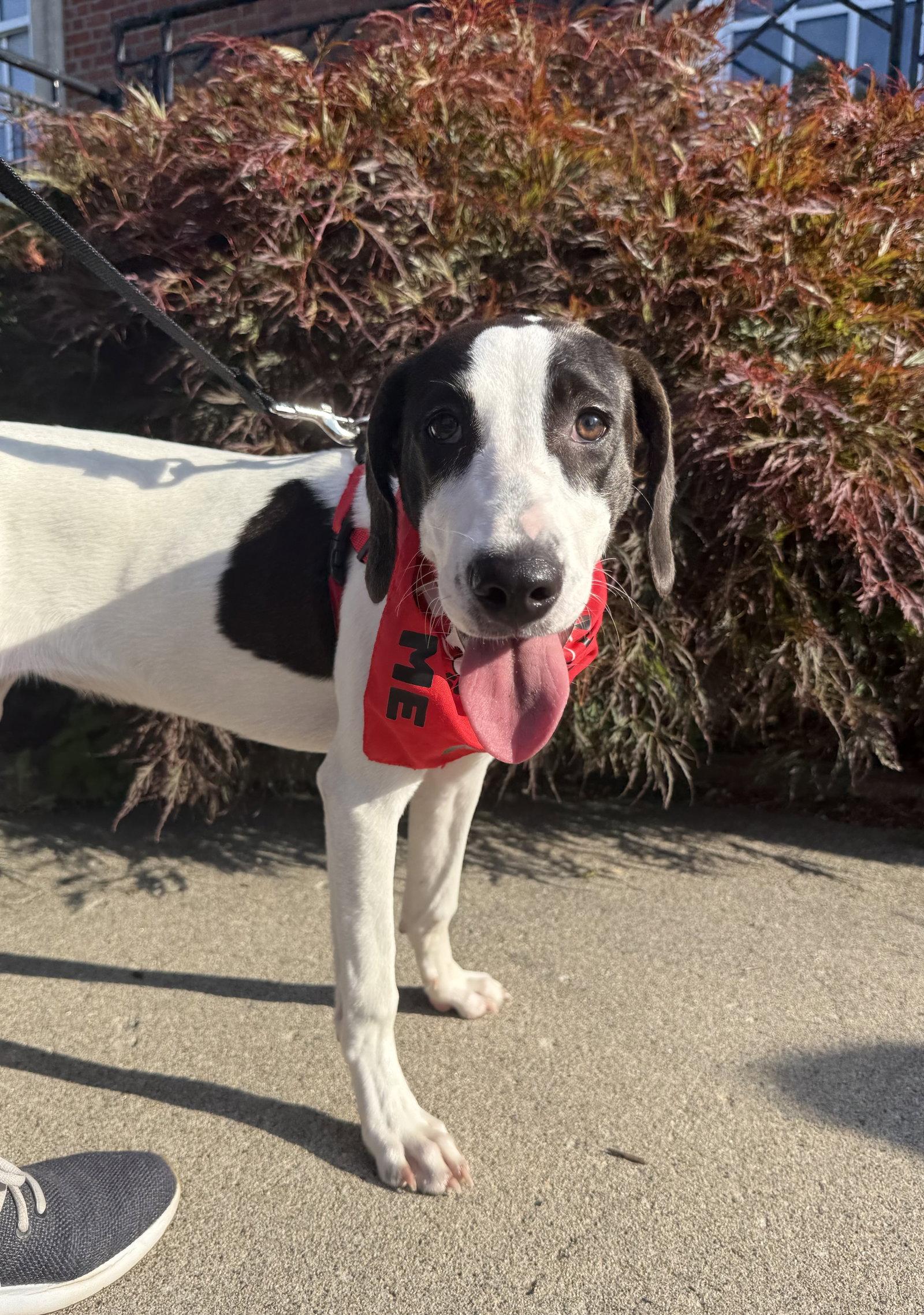 Polyantha Rose *LOCAL*, a Adoptable Hound in Wakefield, RI image 2/3