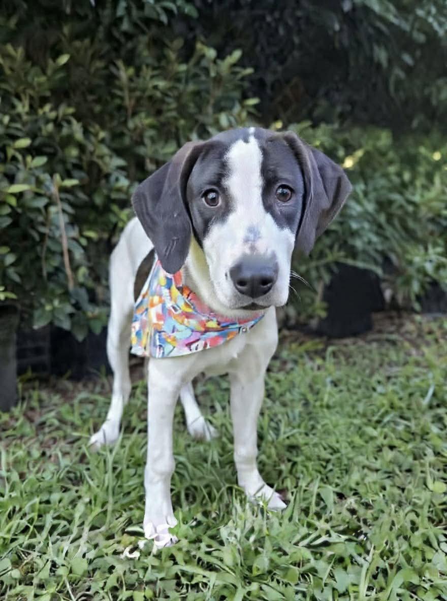 Enlarge Polyantha Rose *LOCAL*, a Adoptable Hound in Wakefield, RI image 2/3