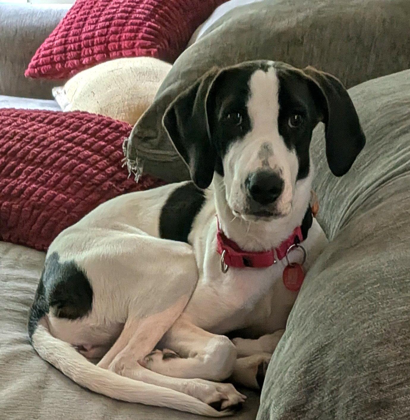Polyantha Rose *LOCAL*, a Adoptable Hound in Wakefield, RI image 3/3