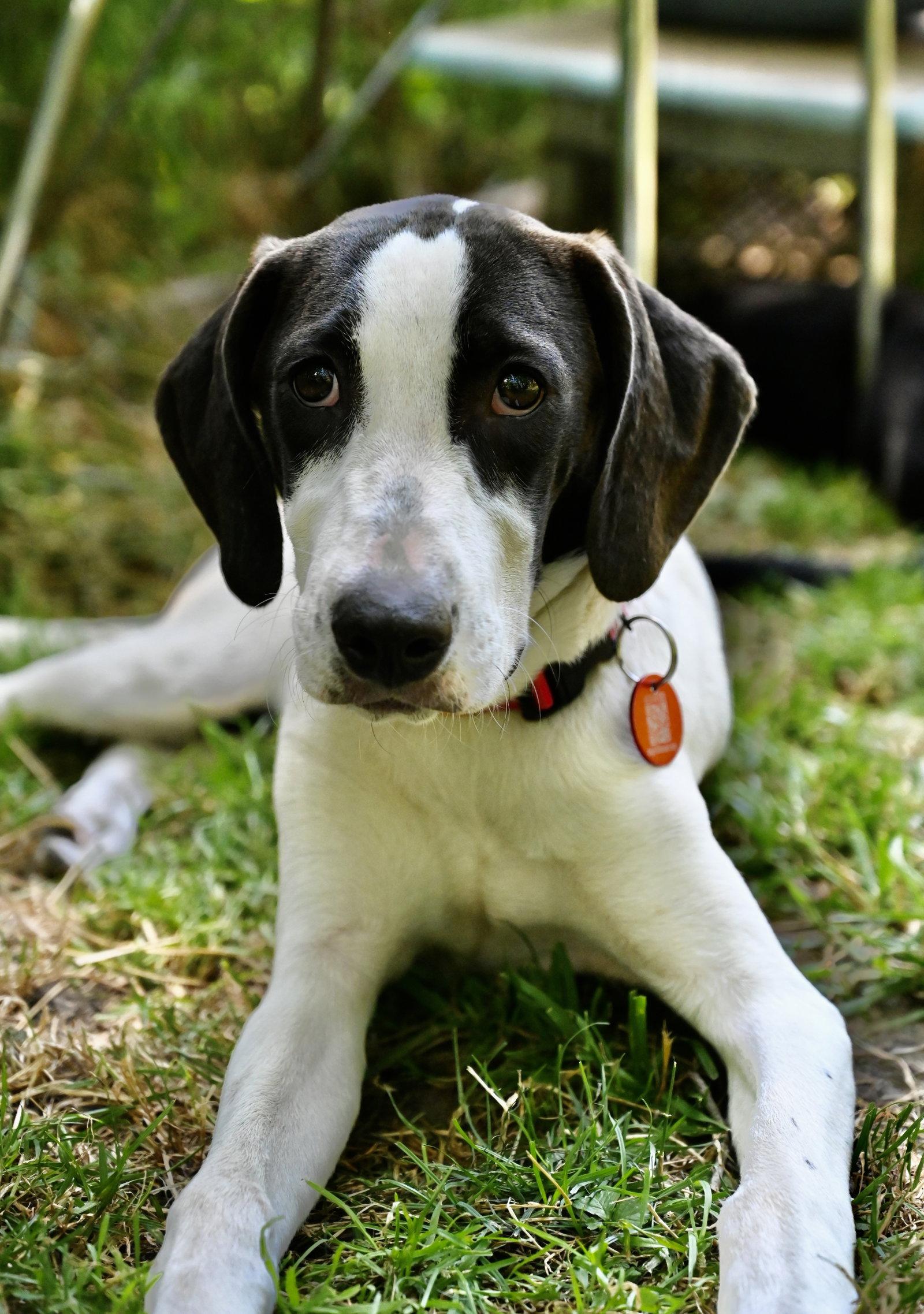 Enlarge Polyantha Rose *LOCAL*, a Adoptable Hound in Wakefield, RI image 3/3